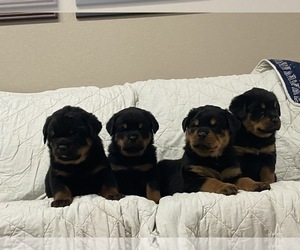 Rottweiler Litter for sale in CALDWELL, TX, USA