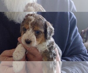 Miniature Bernedoodle Litter for sale in CHIPPEWA FALLS, WI, USA