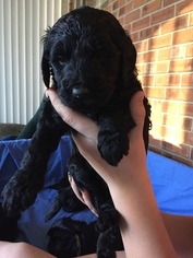 Goldendoodle Litter for sale in LEXINGTON, NC, USA