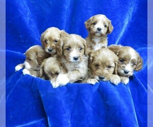 Cavapoo Litter for sale in NORWOOD, MO, USA
