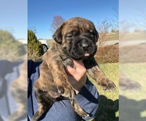 Mastador Litter for sale in MONTGOMERY, IN, USA