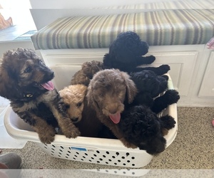 Newfypoo Litter for sale in JAMUL, CA, USA
