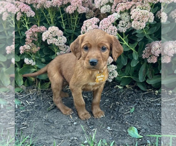 Medium Photo #1 Golden Irish Puppy For Sale in WOLCOTT, IN, USA