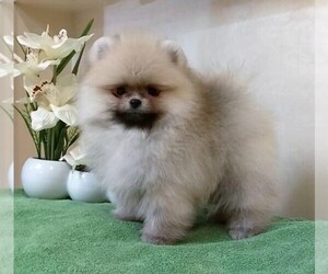Pomeranian Litter for sale in SUNNY ISL BCH, FL, USA