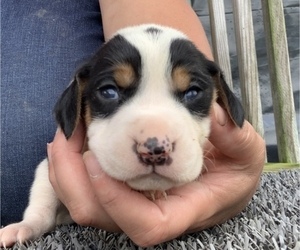 Coonhound Litter for sale in MUNFORDVILLE, KY, USA