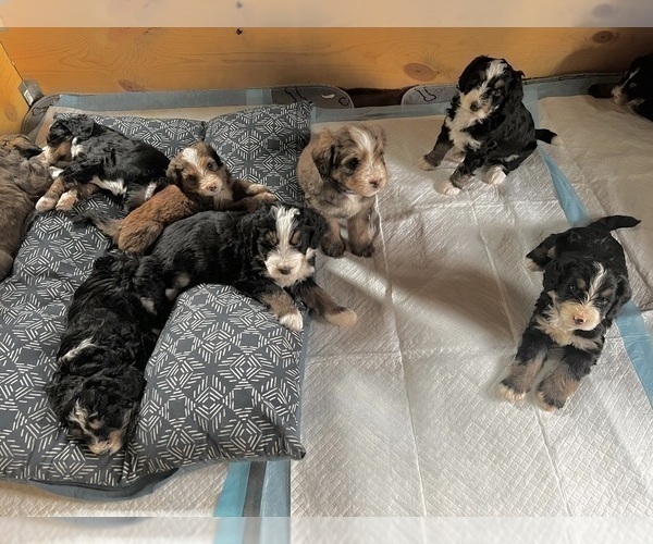 Medium Photo #1 Bernedoodle Puppy For Sale in SAINT CHARLES, IL, USA