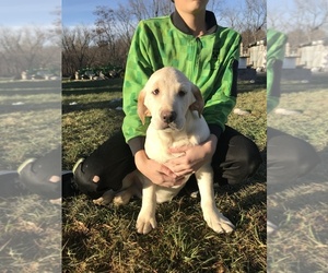 Labrador Retriever Litter for sale in PINE ISLAND, MN, USA