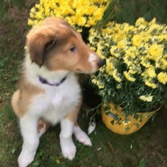 Collie Litter for sale in PITTSTON, PA, USA