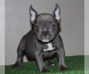 American Bully Litter for sale in SAN FRANCISCO, CA, USA