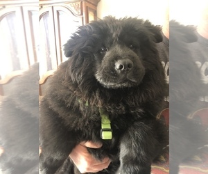 Chow Chow Litter for sale in PEARCE, AZ, USA