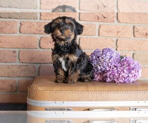 Morkie-Poodle (Miniature) Mix Litter for sale in MILLERSBURG, OH, USA