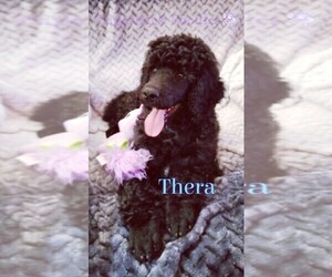 Poodle (Standard) Litter for sale in PORT ORCHARD, WA, USA