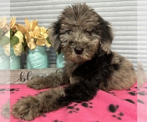 Goldendoodle Litter for sale in WICHITA FALLS, TX, USA