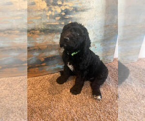 Aussiedoodle Litter for sale in BOISE, ID, USA