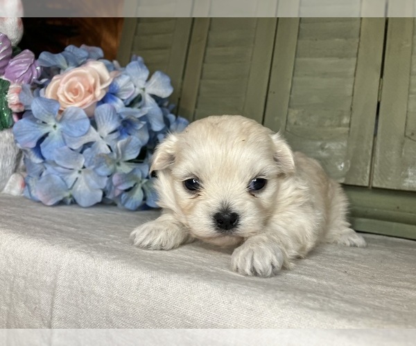 Medium Photo #1 Mal-Shi Puppy For Sale in MURFREESBORO, AR, USA