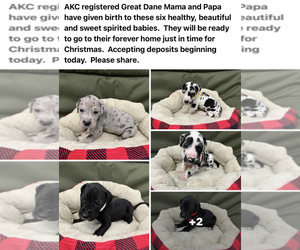 Great Dane Litter for sale in CHATTANOOGA, TN, USA