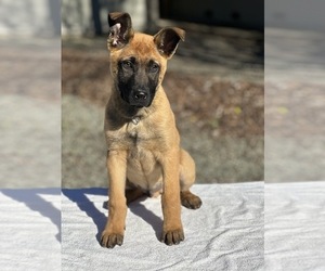 Belgian Malinois Litter for sale in VACAVILLE, CA, USA