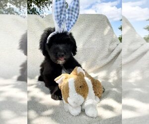 Aussiedoodle Litter for sale in PALATKA, FL, USA