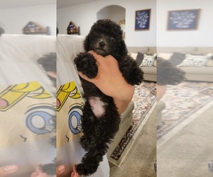 Poodle (Miniature) Litter for sale in CORVALLIS, OR, USA