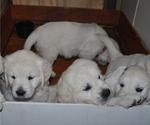 Small Photo #1 English Cream Golden Retriever Puppy For Sale in ALVA, OK, USA