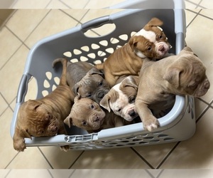 American Bulldog Litter for sale in LEVITTOWN, PA, USA