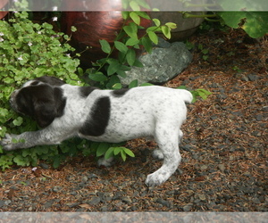 German Wirehaired Pointer Litter for sale in PACIFIC BEACH, WA, USA