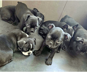 Faux Frenchbo Bulldog Litter for sale in GREENVILLE, TX, USA