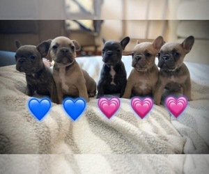 French Bulldog Litter for sale in MANSFIELD, OH, USA