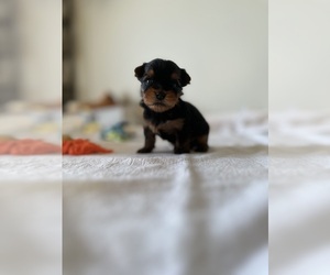 Yorkshire Terrier Litter for sale in BAKER, WV, USA