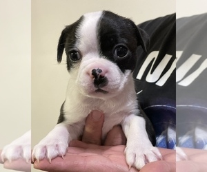 Boston Terrier Litter for sale in MCHENRY, IL, USA