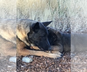 German Shepherd Dog-Malinois Mix Litter for sale in EAGLE POINT, OR, USA