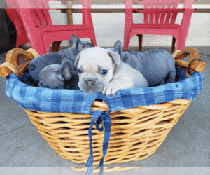 French Bulldog Litter for sale in PASCO, WA, USA
