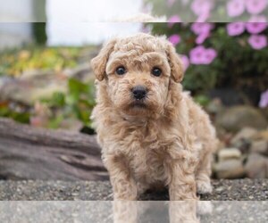 Bichpoo Litter for sale in MILLERSBURG, OH, USA