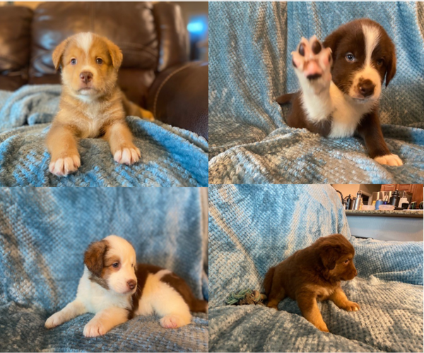 Medium Photo #1 Sheprador Puppy For Sale in BUCKEYE, AZ, USA
