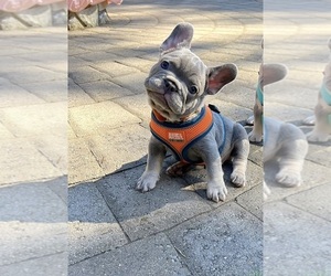 French Bulldog Litter for sale in CARVER, OR, USA