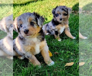 Aussiedoodle Miniature  Litter for sale in MONTROSE, CO, USA