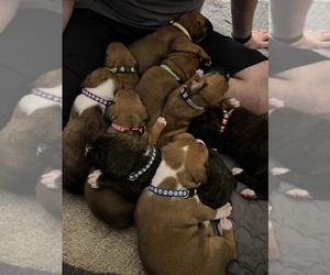 Boxer Litter for sale in WATERFORD, PA, USA