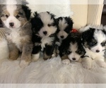 Small Photo #1 Miniature Australian Shepherd Puppy For Sale in REXFORD, NY, USA