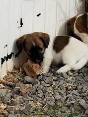 Jack Russell Terrier Litter for sale in COLLBRAN, CO, USA