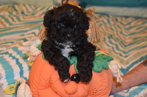 Medium Photo #1 ShihPoo Puppy For Sale in WETUMPKA, AL, USA