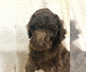 Poodle (Standard) Litter for sale in NIXA, MO, USA