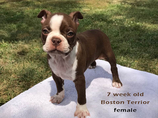 Boston Terrier Litter for sale in ALBANY, MO, USA