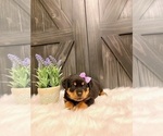 Small Photo #1 Rottweiler Puppy For Sale in SHREVE, OH, USA