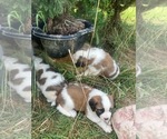 Small Photo #1 Saint Bernard Puppy For Sale in LANCASTER, KY, USA