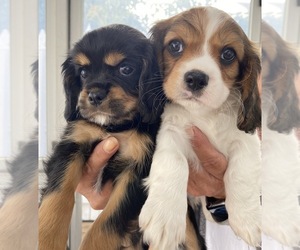 Cavanese Litter for sale in CLEVELAND, OH, USA
