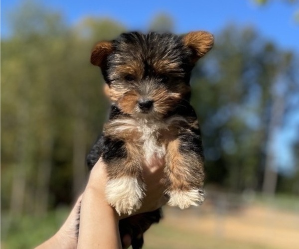 Medium Photo #1 Yorkie Russell Puppy For Sale in RISING SUN, MD, USA
