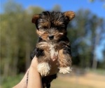 Small Yorkie Russell