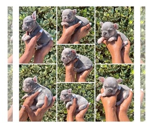 French Bulldog Litter for sale in WOODLAND HILLS, CA, USA