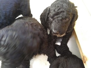 Poodle (Standard) Litter for sale in GERMANTOWN, TN, USA