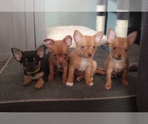 Chihuahua Litter for sale in MANCHESTER, PA, USA